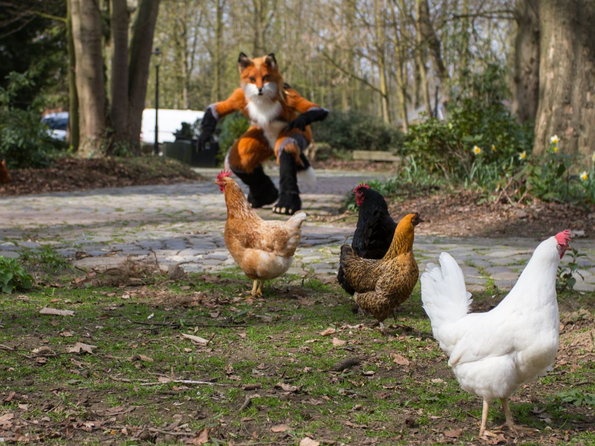 Furry Weekend Holland 2019, Mini photoshoots