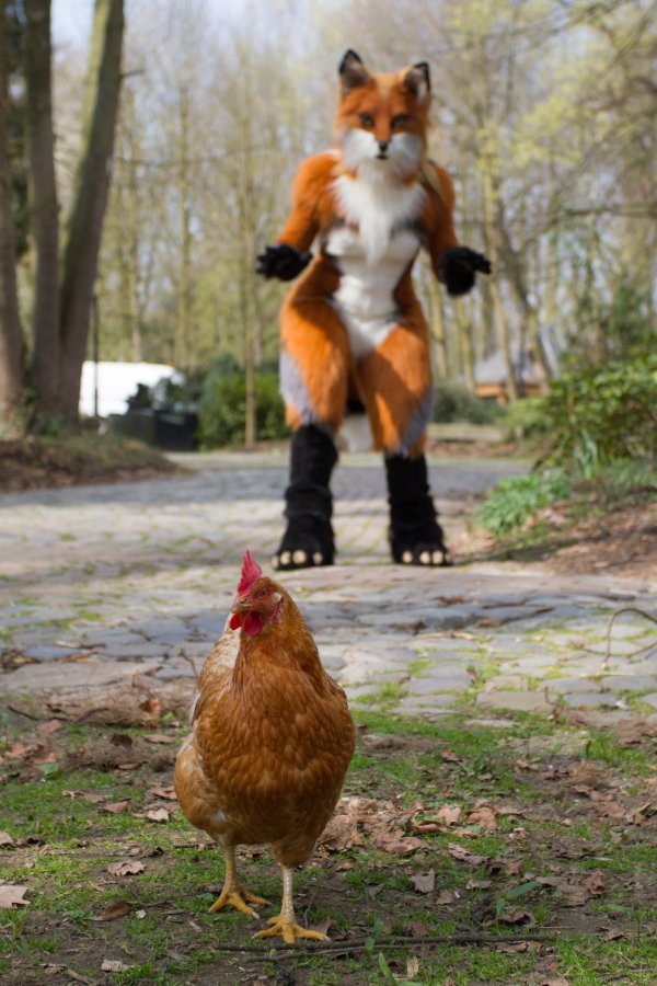Furry Weekend Holland 2019, Mini photoshoots