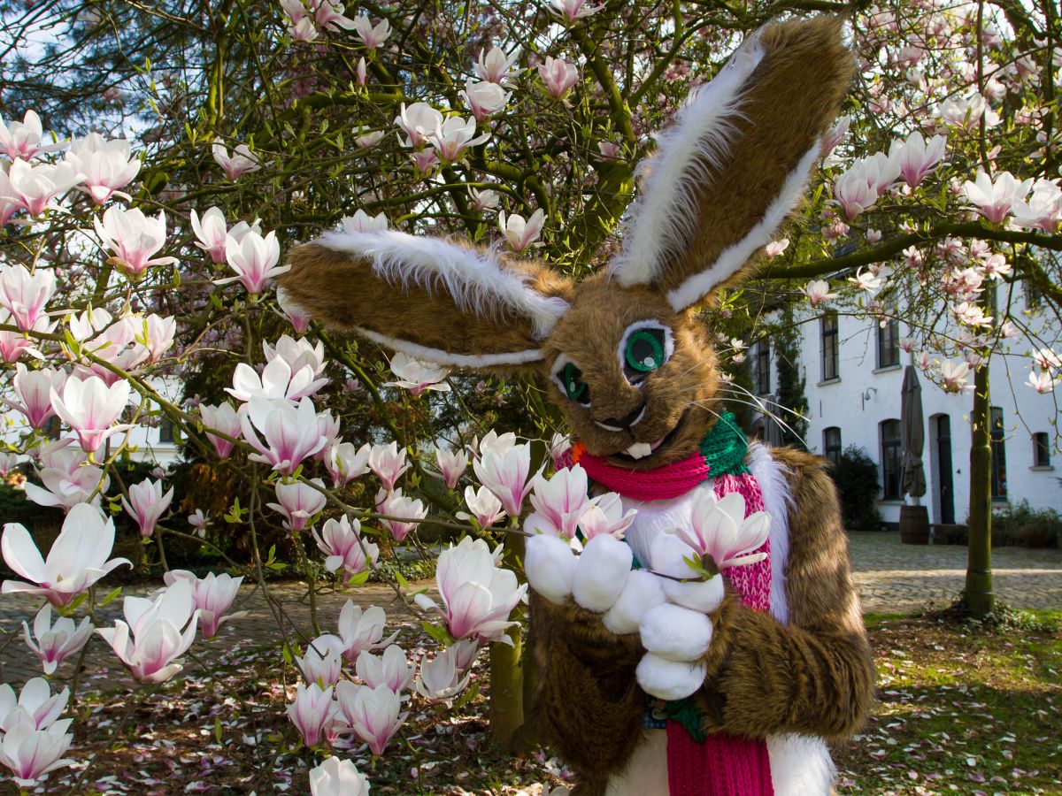 Furry Weekend Holland 2019, Convention photos