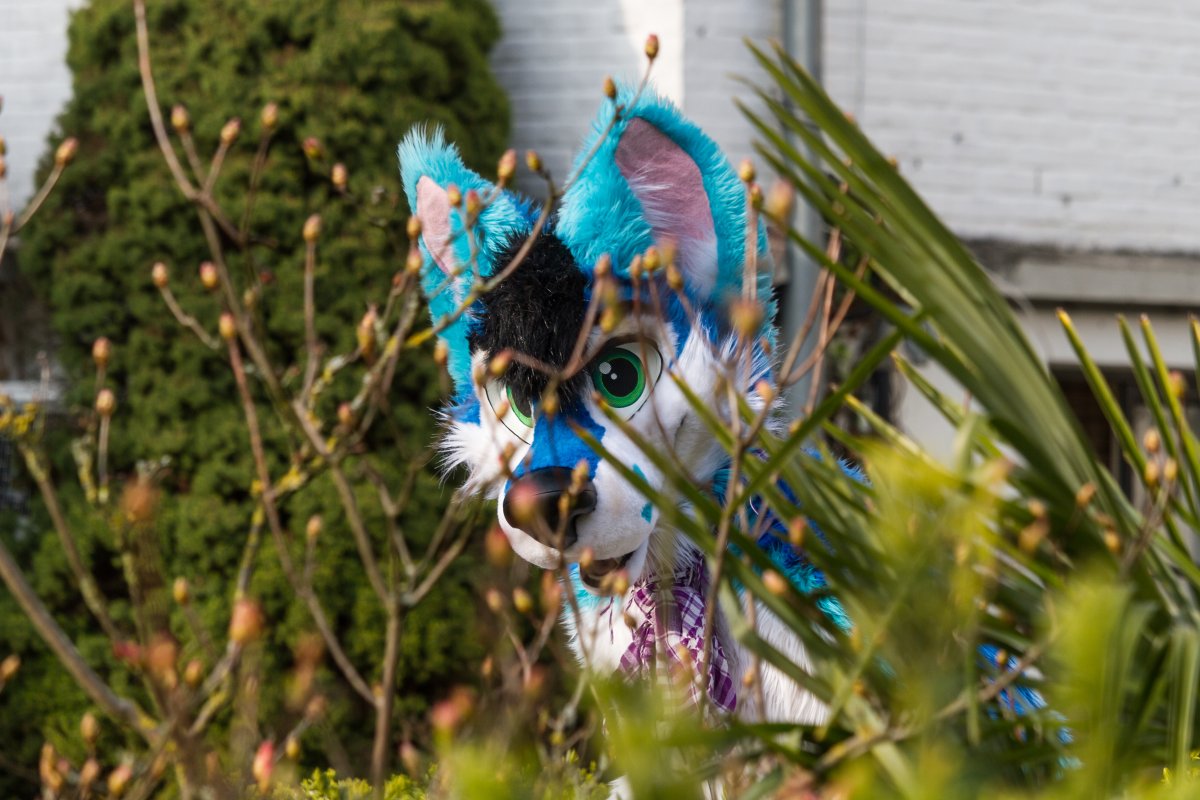 Furry Weekend Holland 2019, Convention photos
