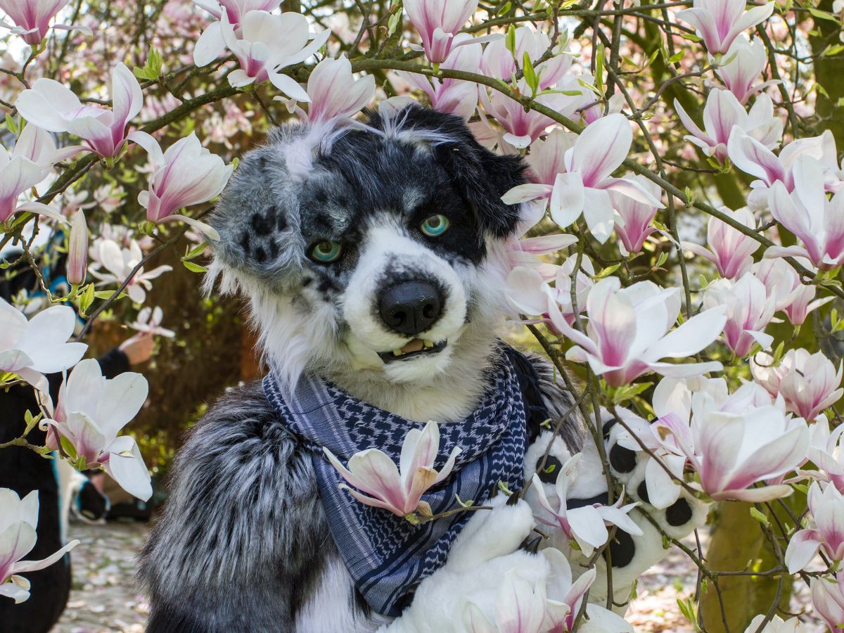 Furry Weekend Holland 2019, Mini photoshoots