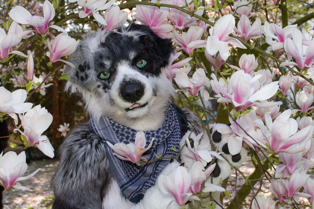 Furry Weekend Holland 2019, Mini photoshoots