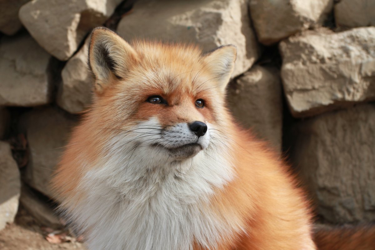 Japan Meeting of Furries 2016, Kitsune Mura