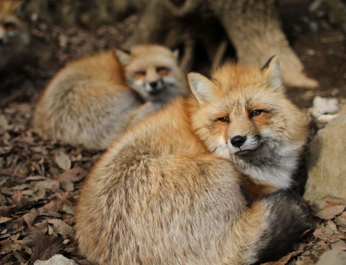 Japan Meeting of Furries 2016, Kitsune Mura