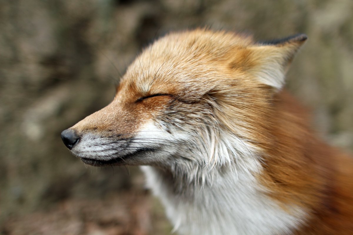 Japan Meeting of Furries 2016, Kitsune Mura
