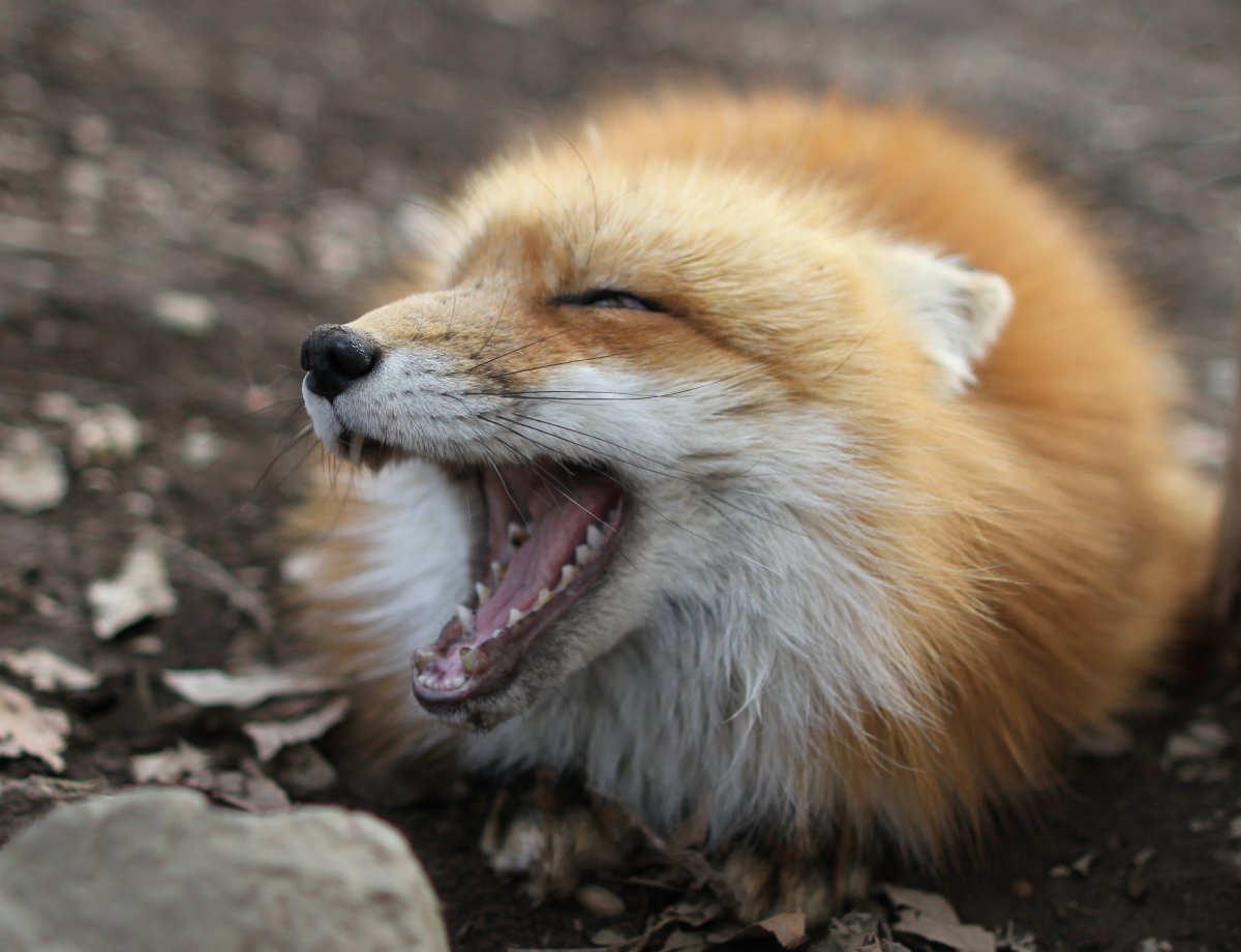 Japan Meeting of Furries 2016, Kitsune Mura