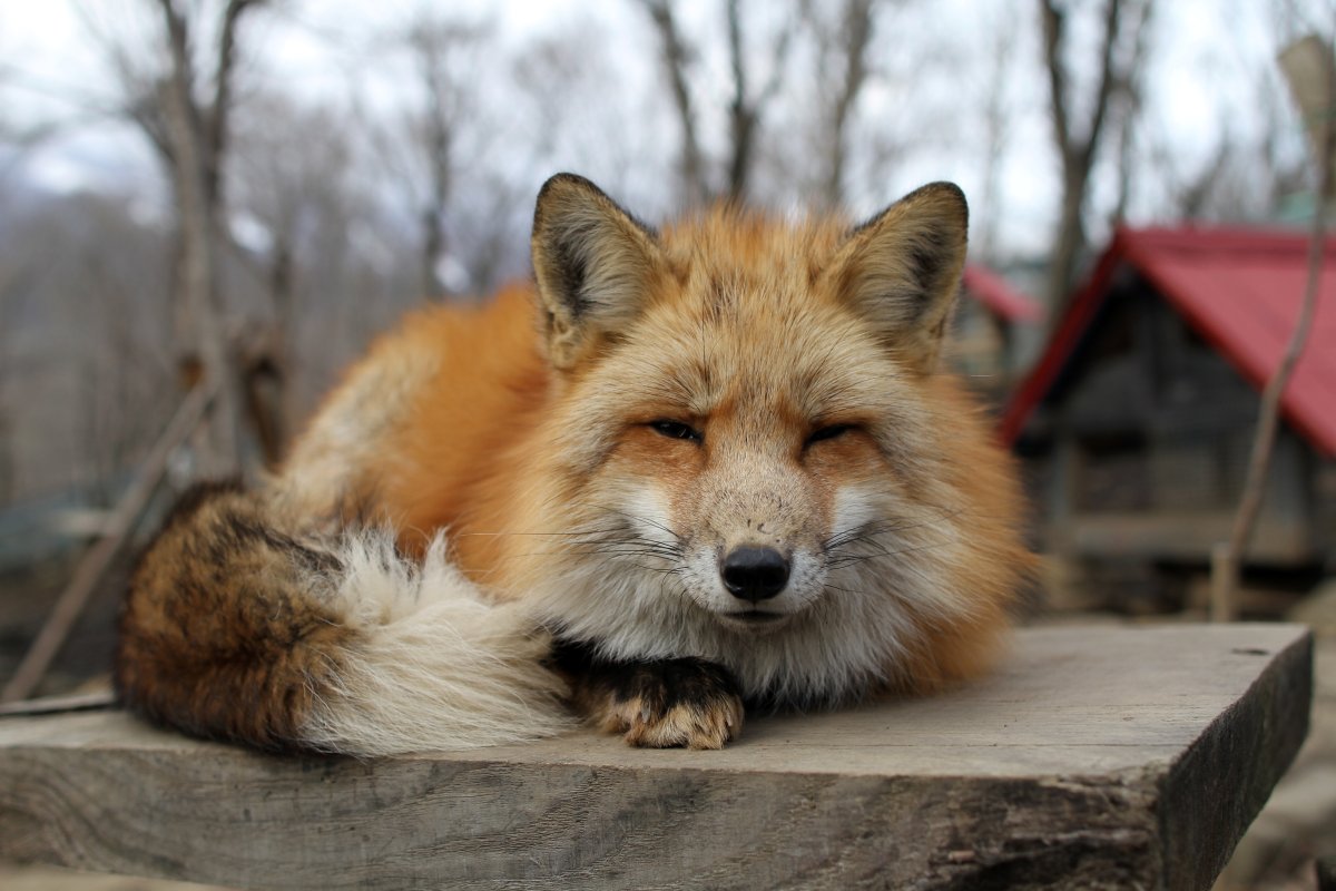 Japan Meeting of Furries 2016, Kitsune Mura