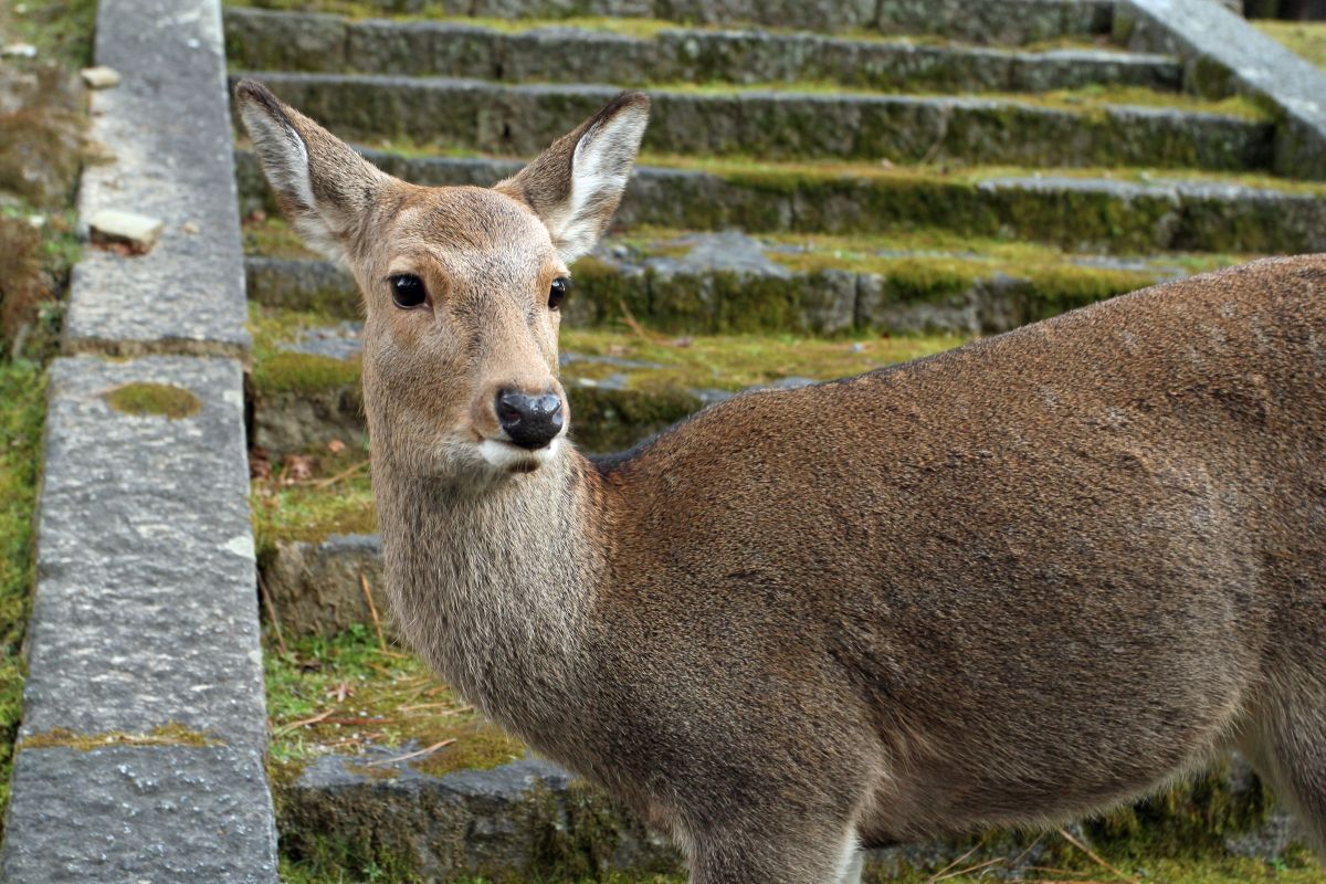 Japan Meeting of Furries 2017, Nara Park