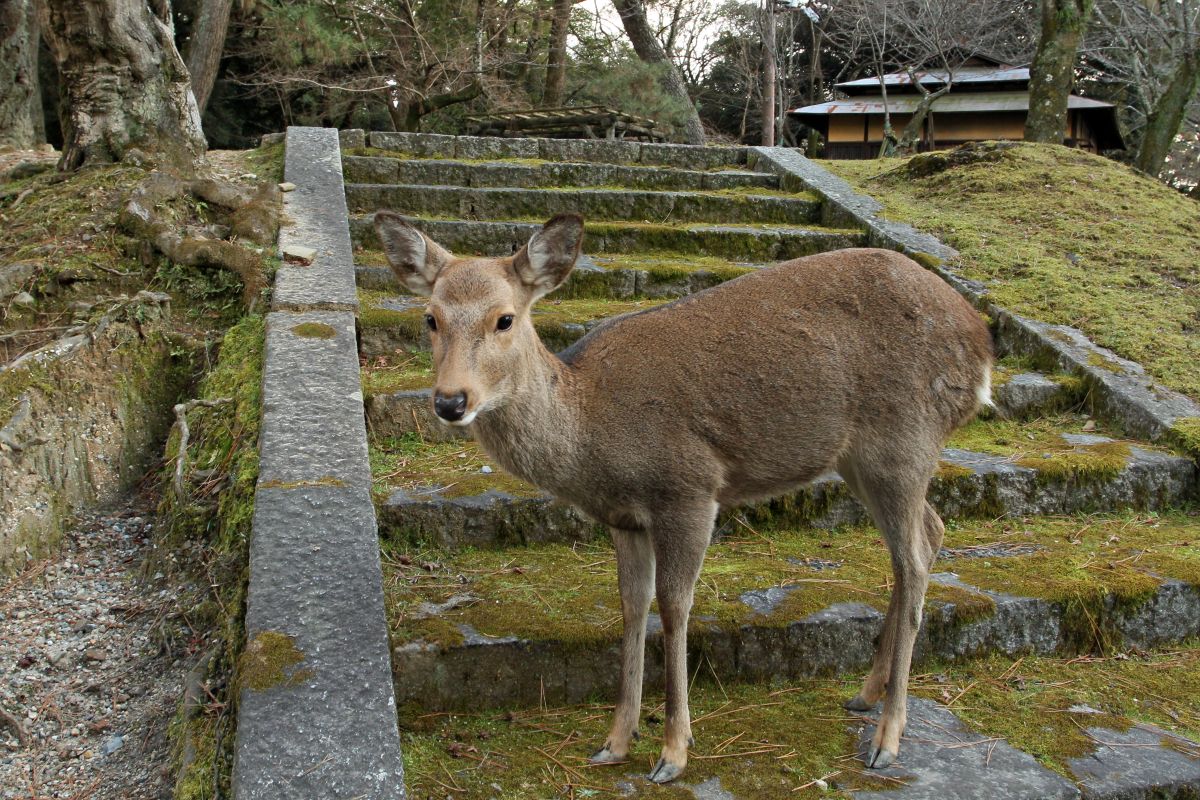 Japan Meeting of Furries 2017