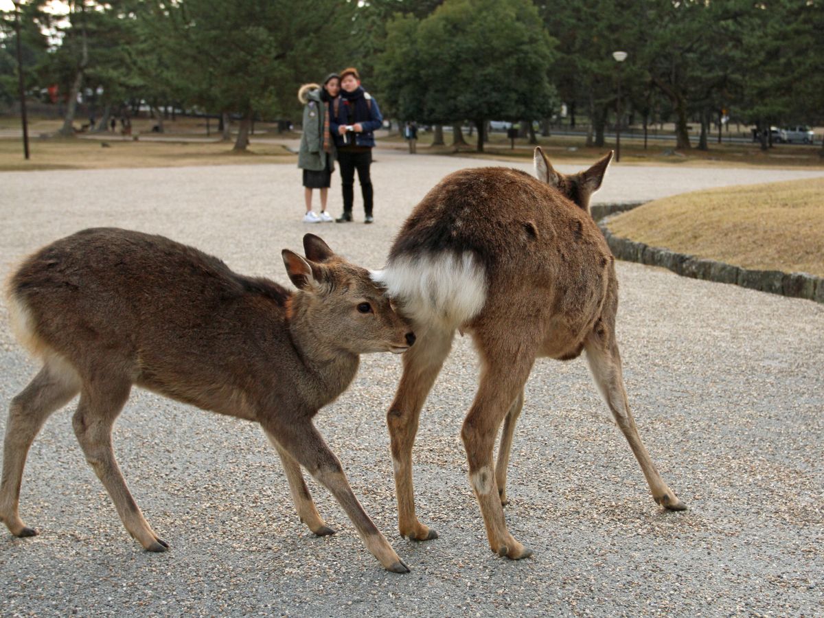 Japan Meeting of Furries 2017, Nara Park