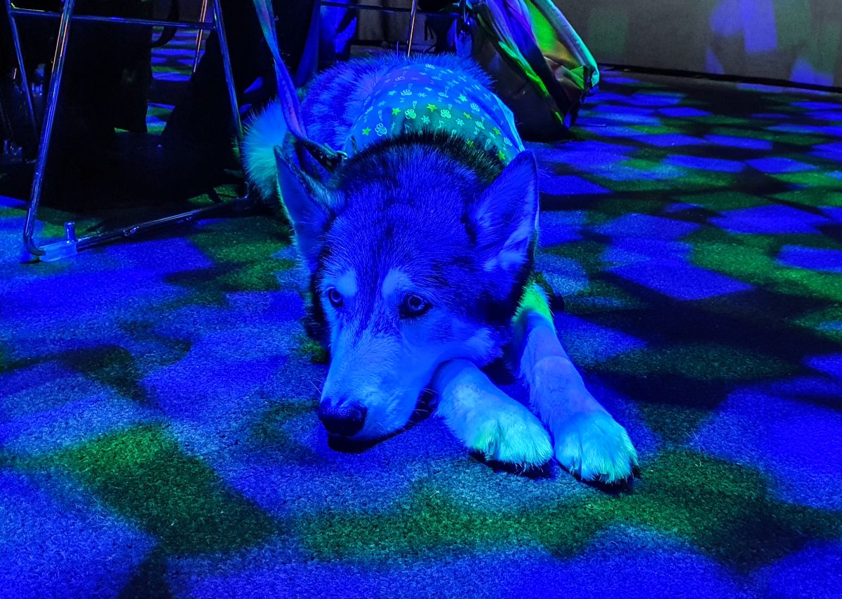 NordicFuzzCon 2020
