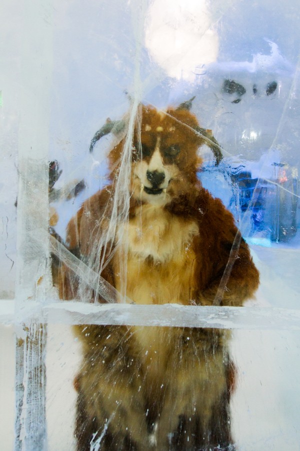 Furry northern Sweden trip, Ice Hotel