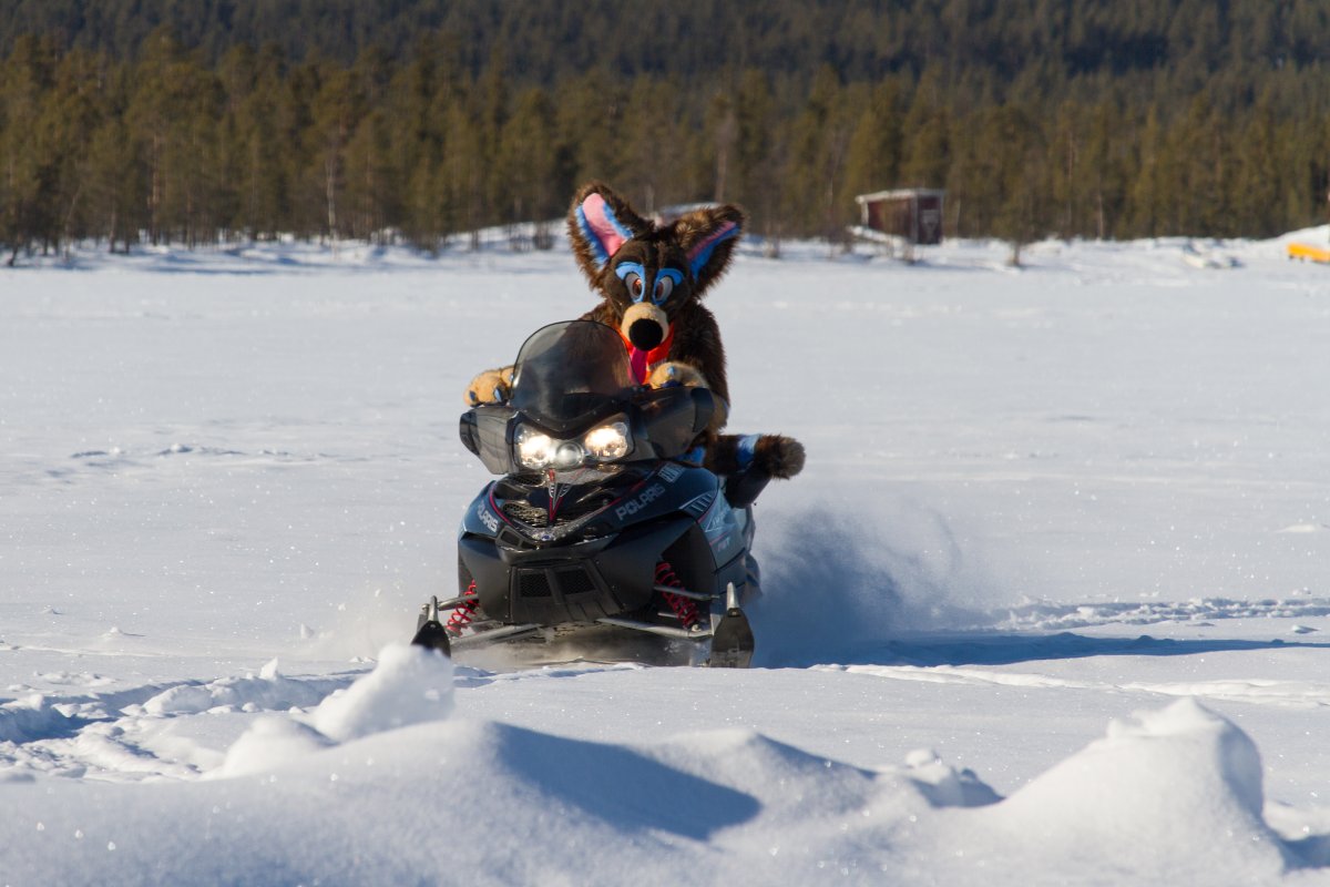 Furry northern Sweden trip, Other photos