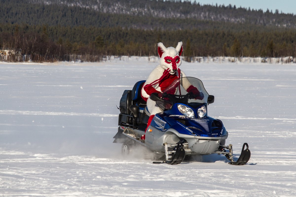 Furry northern Sweden trip