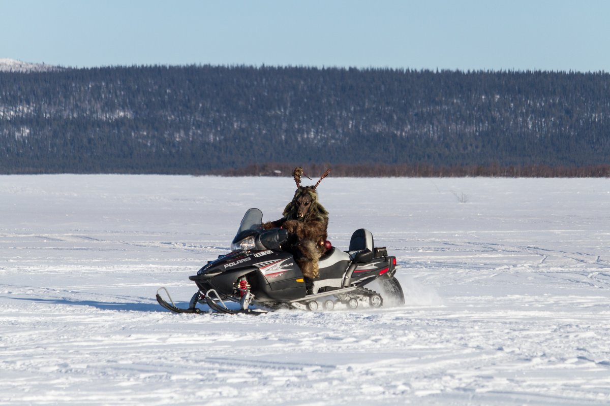 Furry northern Sweden trip