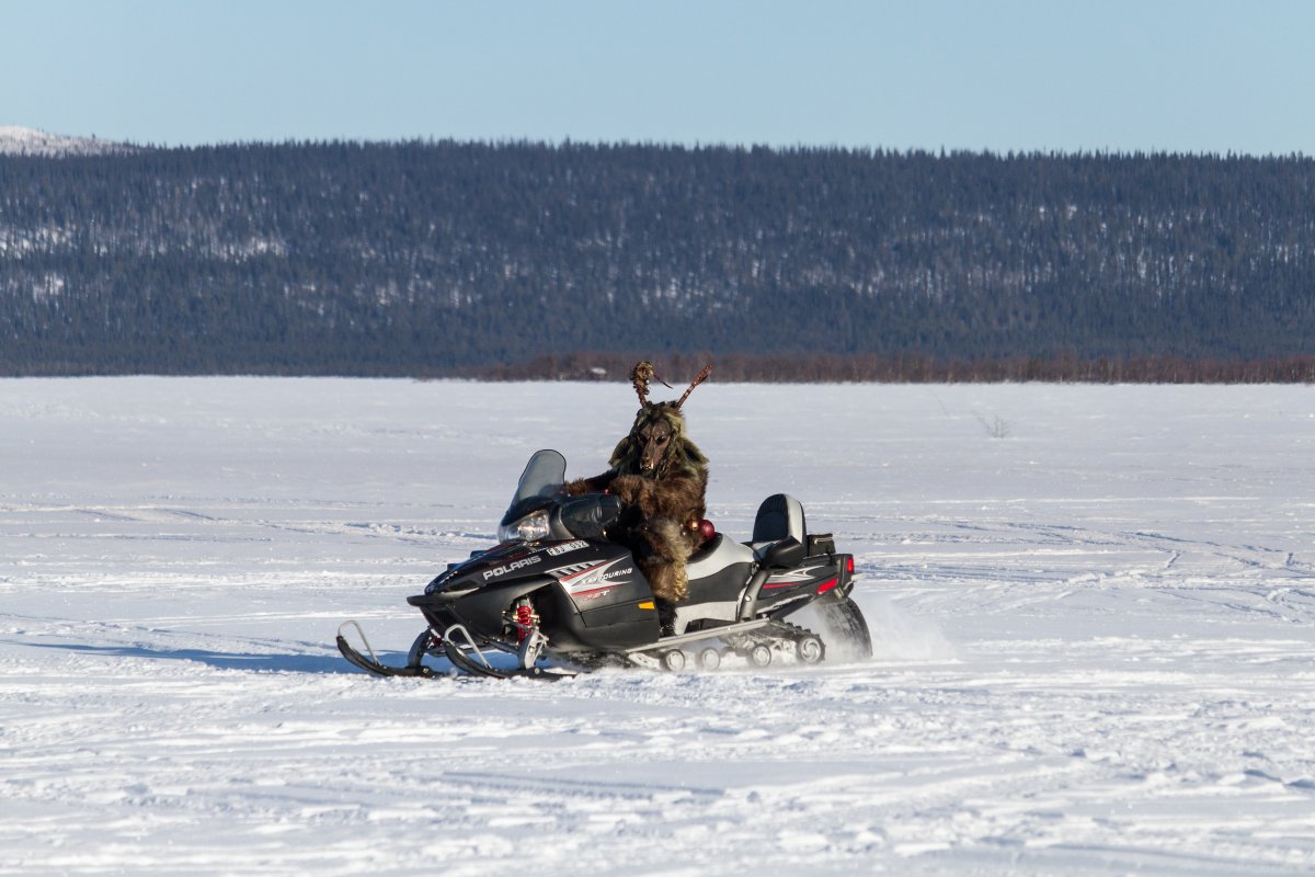 Furry northern Sweden trip, Other photos