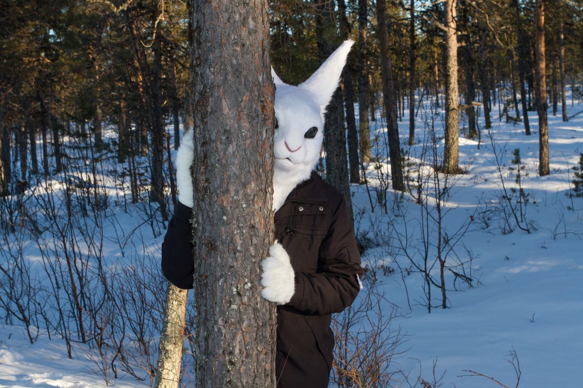 Furry northern Sweden trip, Lumie bunny
