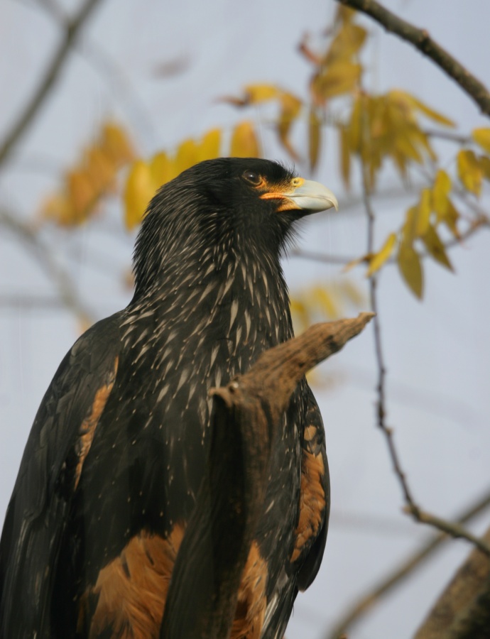 RBW 2007, London zoo