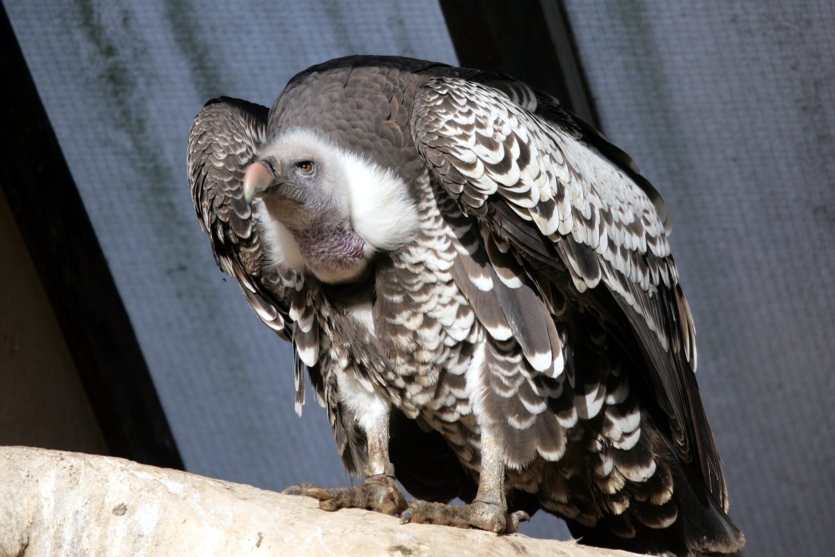 RBW 2007, London zoo