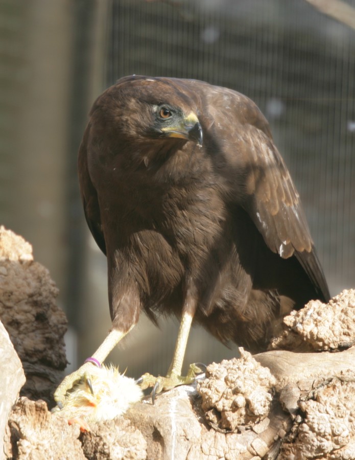 RBW 2007, London zoo