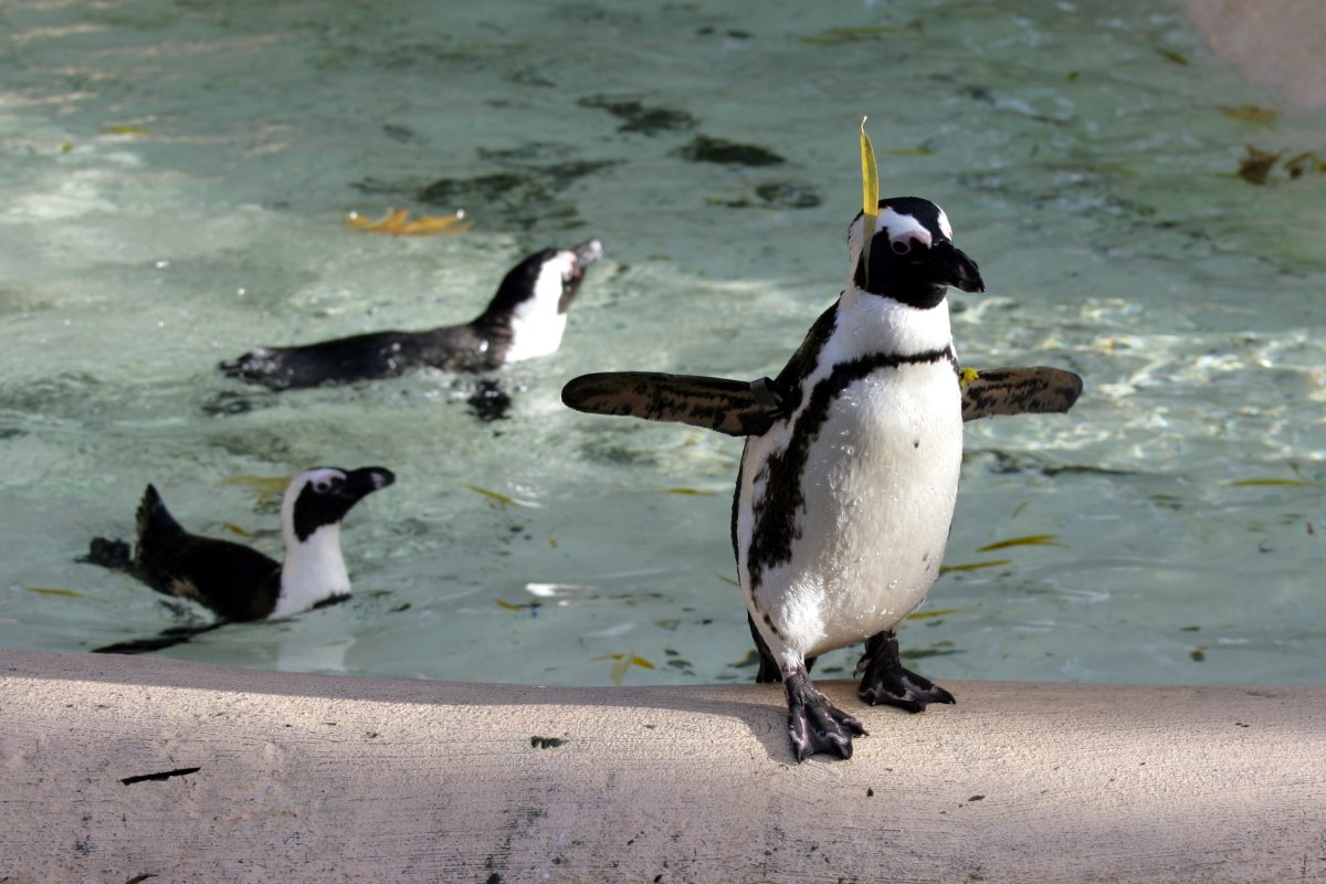 RBW 2007, London zoo