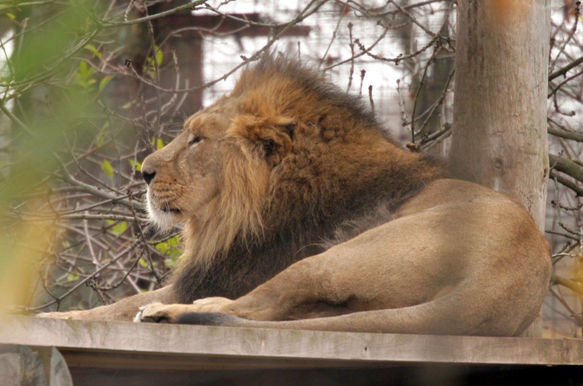 RBW 2007, London zoo