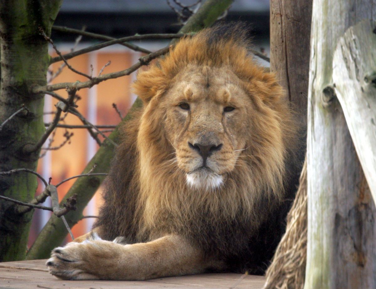 RBW 2007, London zoo
