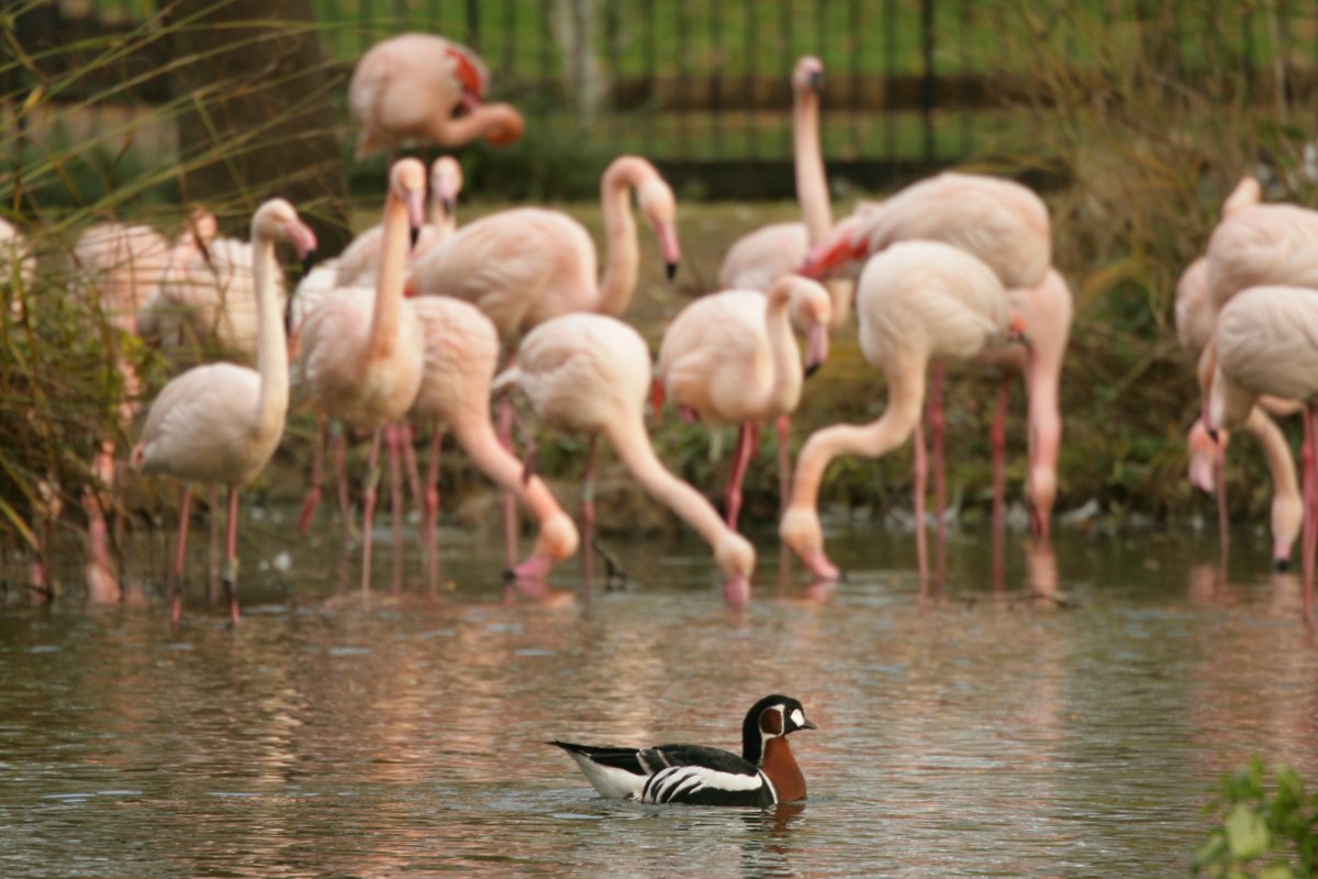 RBW 2007, London zoo