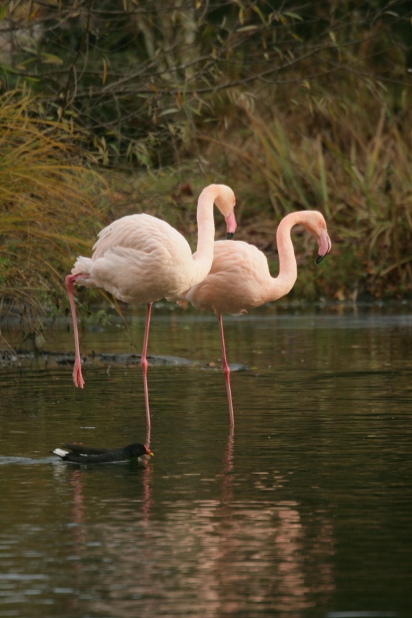 RBW 2007, London zoo