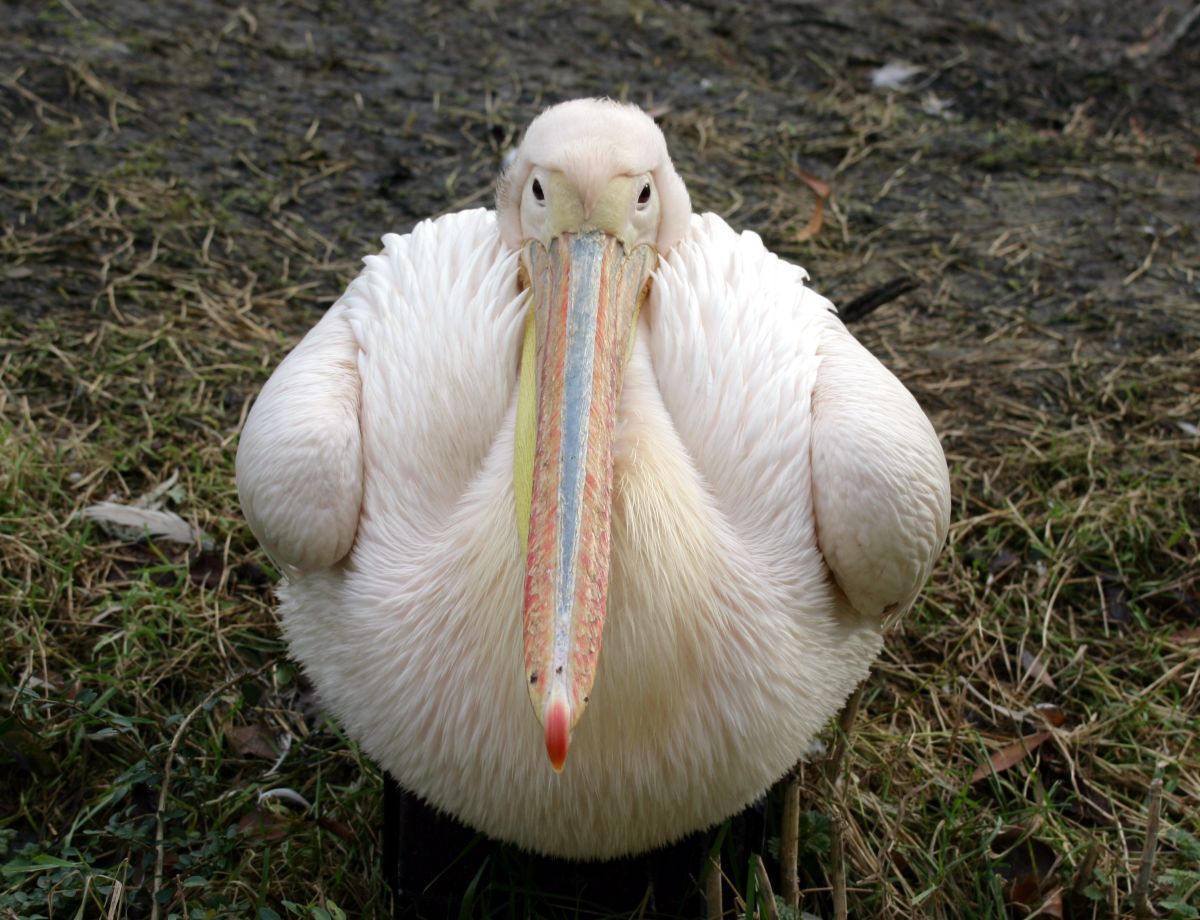 RBW 2007, London zoo