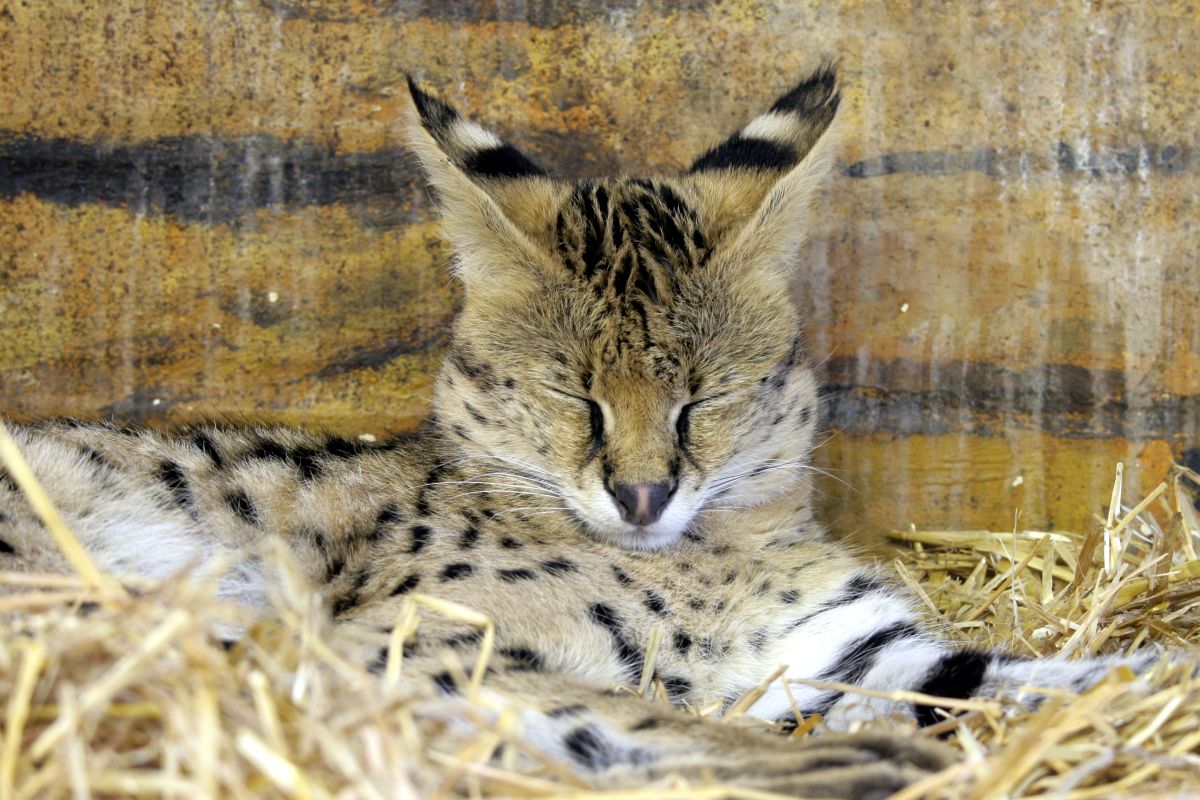 RBW 2007, London zoo