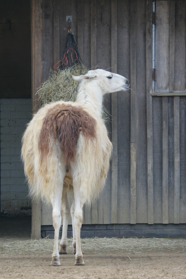 RBW 2007, London zoo