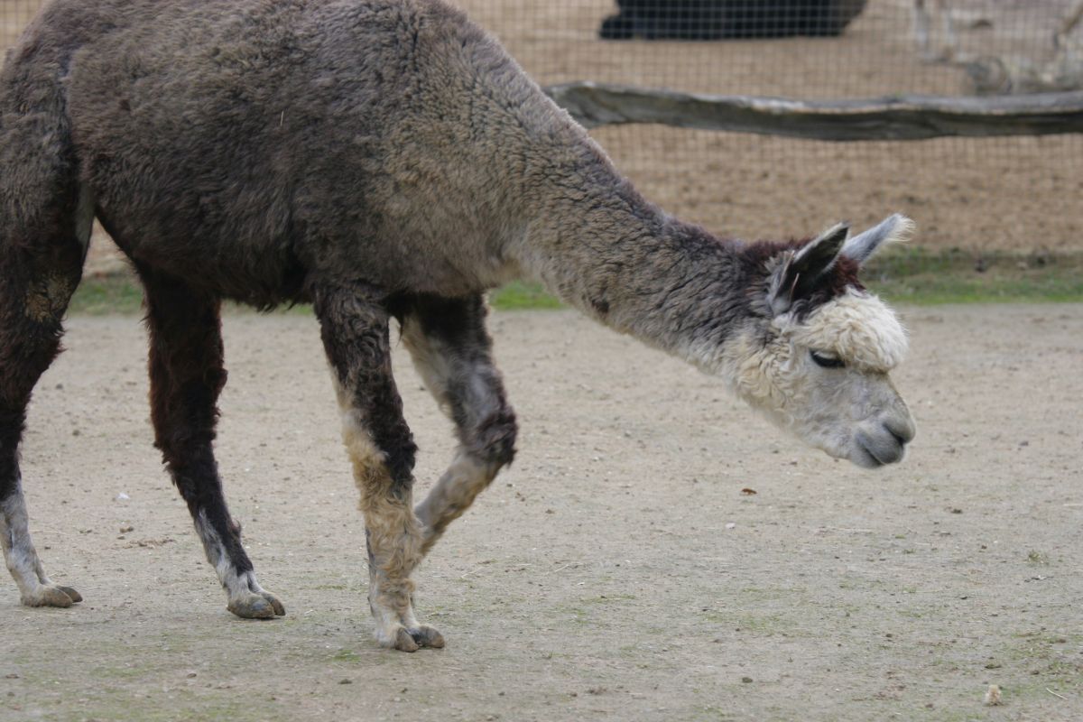 RBW 2007, London zoo