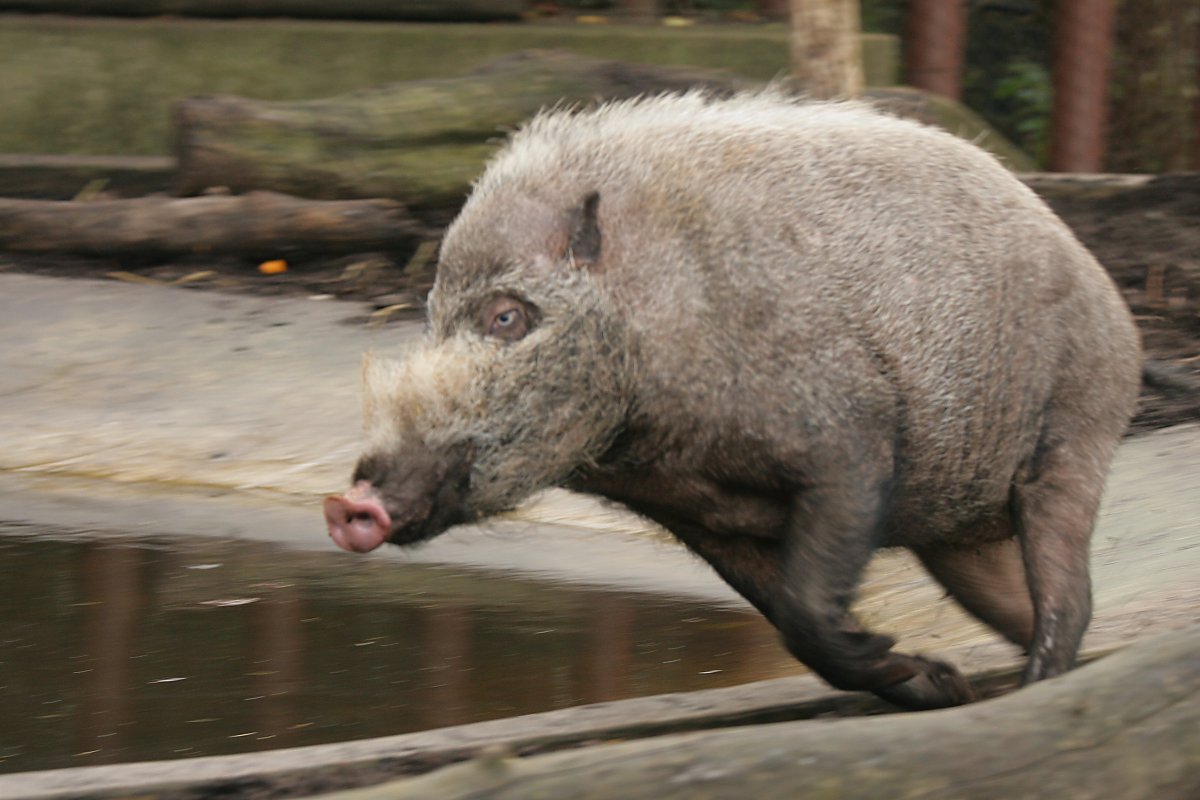 RBW 2007, London zoo