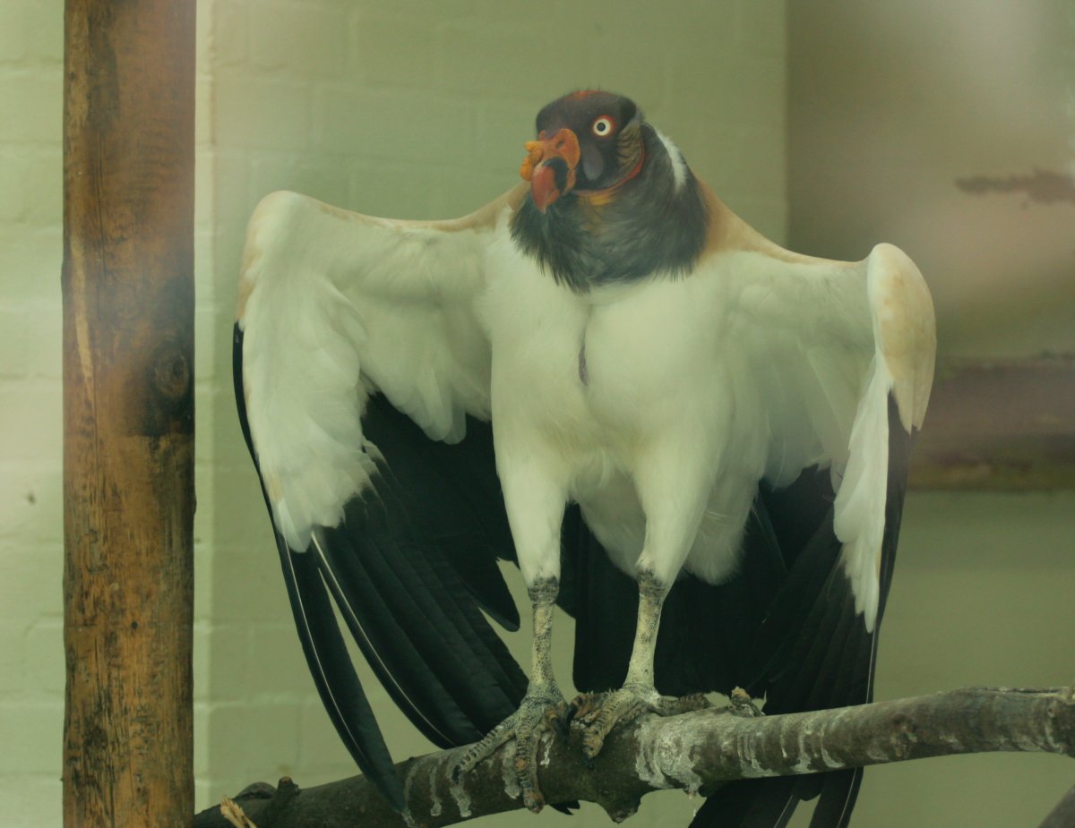 RBW 2007, London zoo