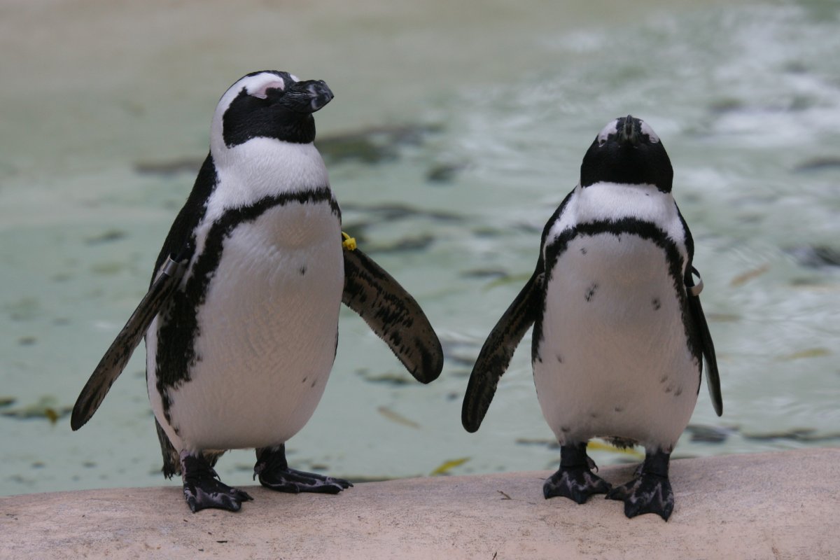 RBW 2007, London zoo