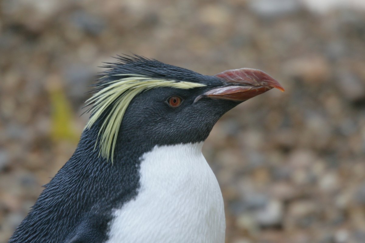 RBW 2007, London zoo