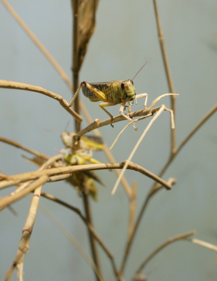 RBW 2007, London zoo