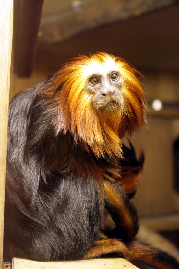 RBW 2007, London zoo