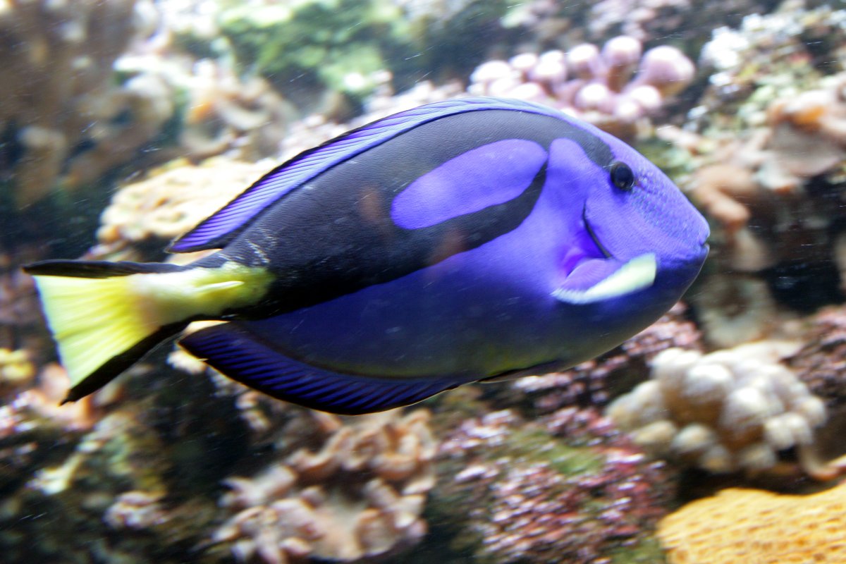 RBW 2007, London zoo