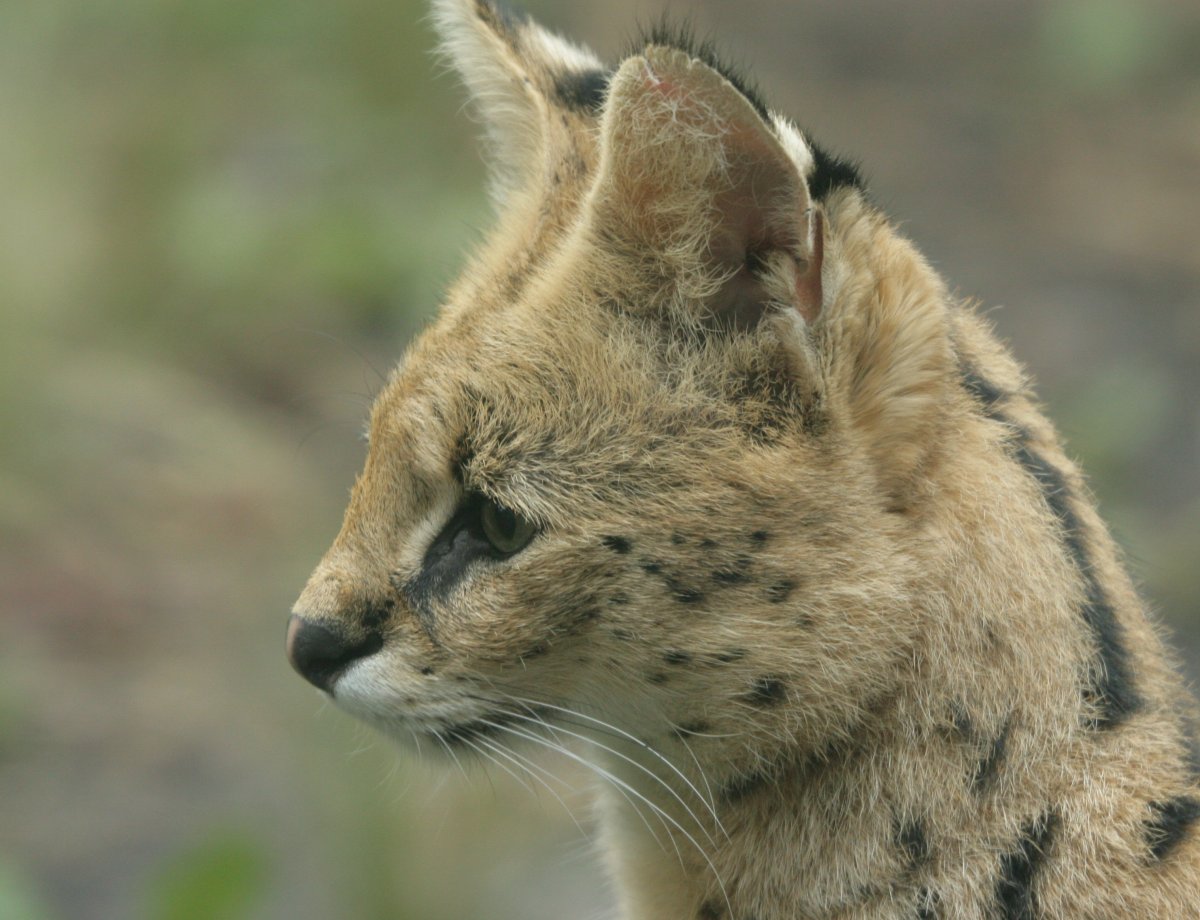 RBW 2007, London zoo