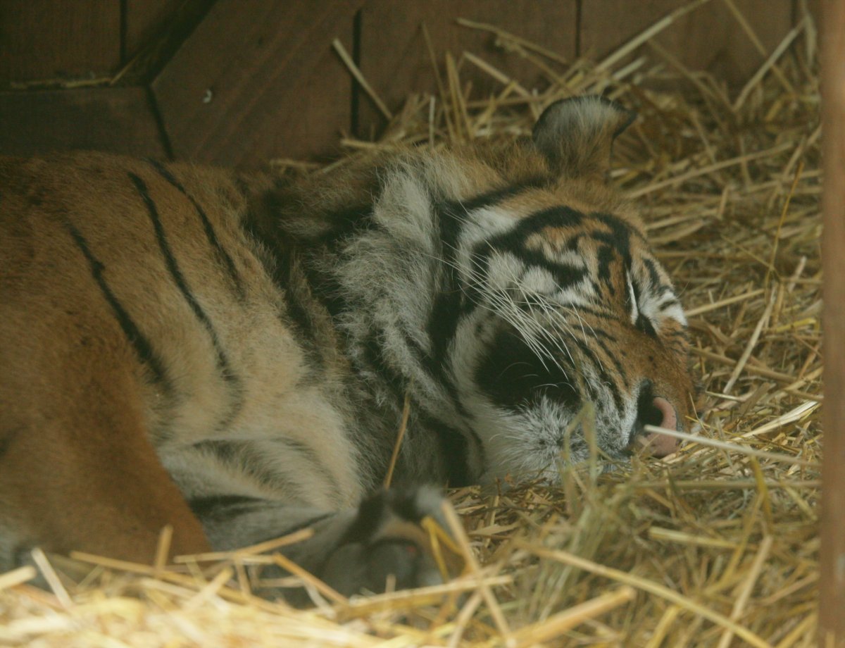 RBW 2007, London zoo