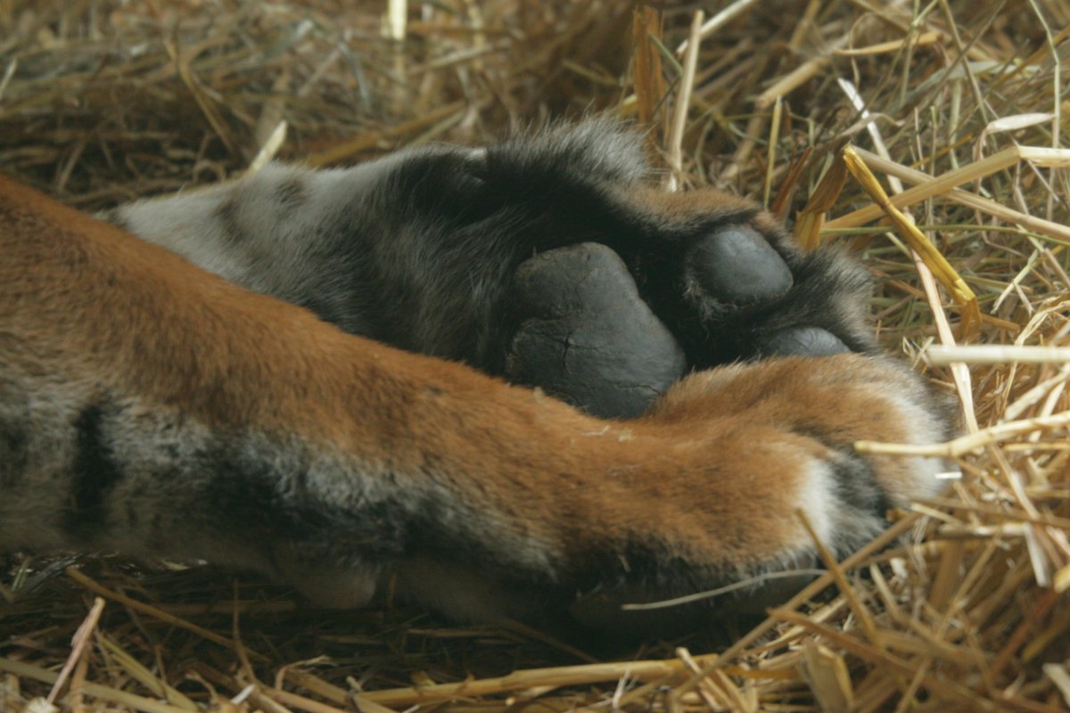 RBW 2007, London zoo