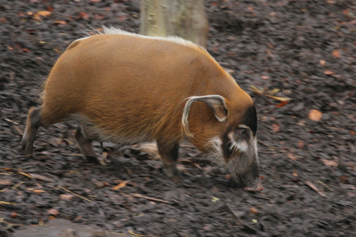 RBW 2007, London zoo