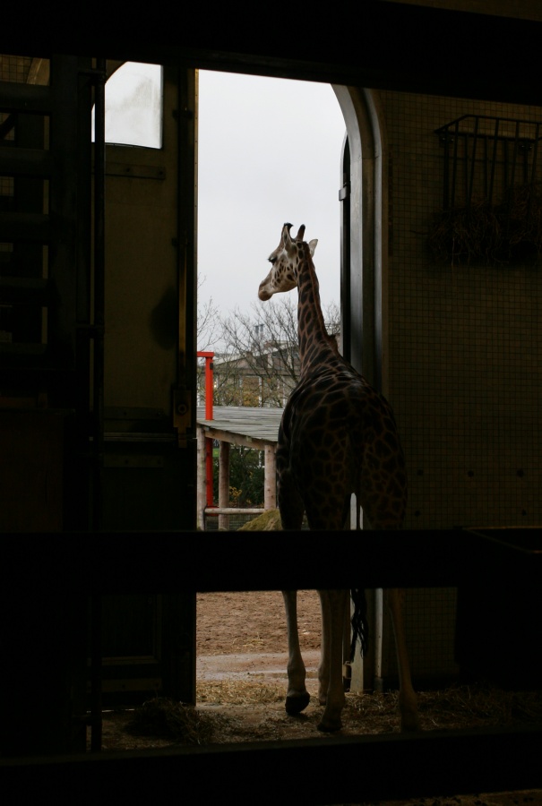 RBW 2007, London zoo