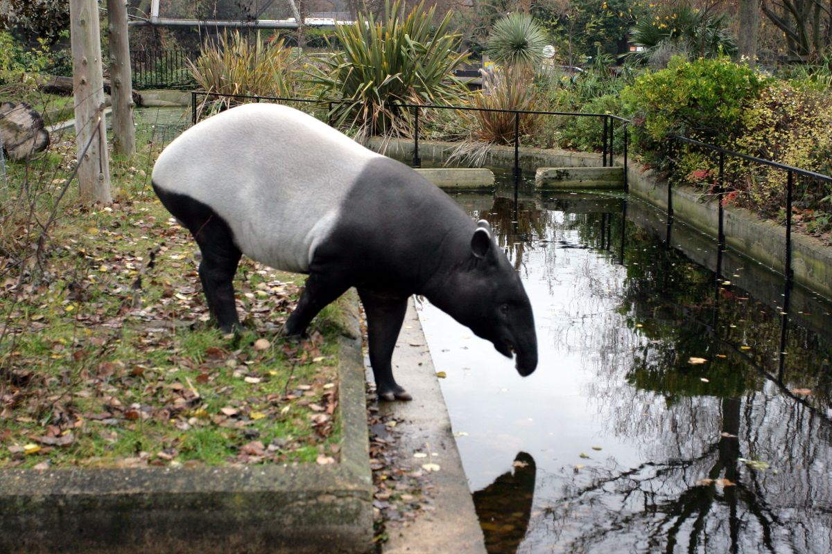 RBW 2007, London zoo