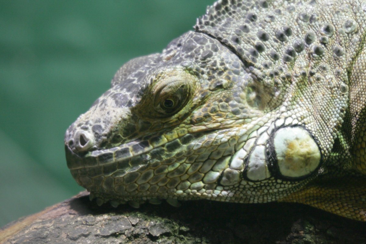 RBW 2007, London zoo