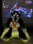 FinFur Animus 2017