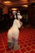 ConFuzzled 2010