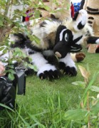 ConFuzzled 2010